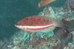 Pseudolabrus biserialis