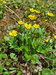 Ranunculus nivalis