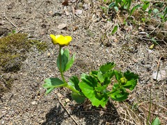 Ranunculus nivalis