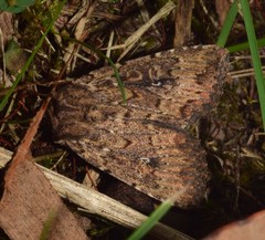 Dasygaster padockina