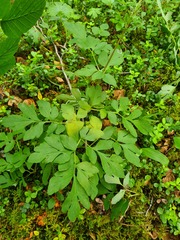 Corydalis paeoniifolia