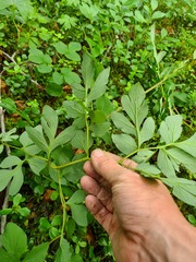 Corydalis paeoniifolia