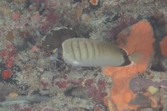 Chaetodon assarius