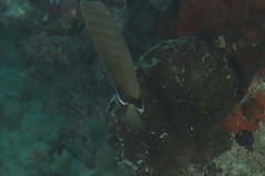 Chaetodon assarius