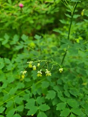 Thalictrum sparsiflorum