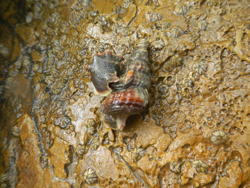 Potamididae image