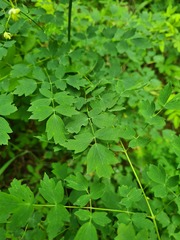 Thalictrum sparsiflorum