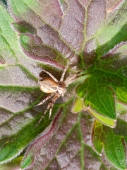 Philodromus aureolus