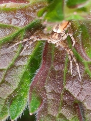 Philodromus aureolus