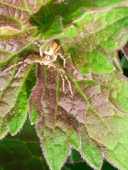 Philodromus aureolus