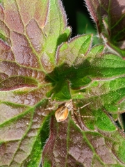 Philodromus aureolus