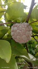 Annona squamosa