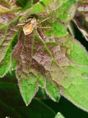 Philodromus aureolus
