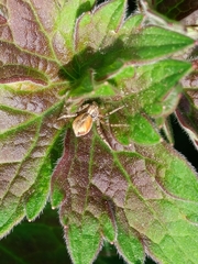 Philodromus aureolus