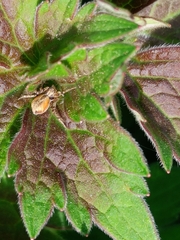 Philodromus aureolus