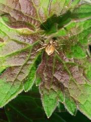 Philodromus aureolus