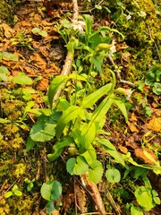 Silene tolmatchevii