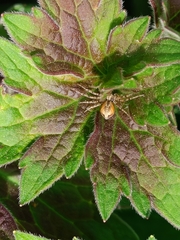 Philodromus aureolus