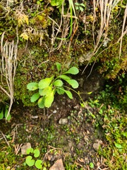 Micranthes staminosa
