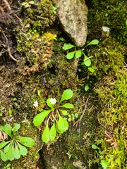 Micranthes staminosa