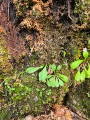 Micranthes staminosa