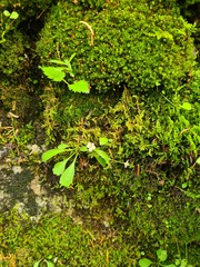 Micranthes staminosa