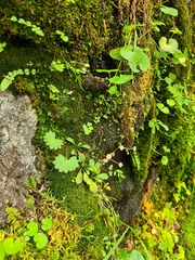 Micranthes staminosa
