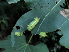 Limacodinae