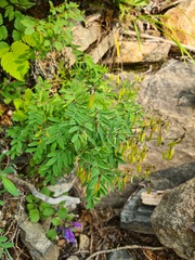 Astragalus tugarinovii