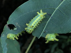 Limacodinae