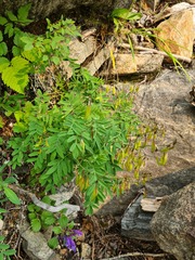 Astragalus tugarinovii