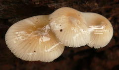 Mycena carmeliana