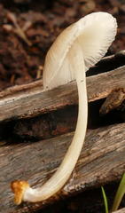 Mycena carmeliana