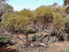 Eucalyptus leptophylla