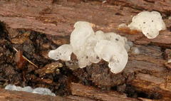 Tremella globispora