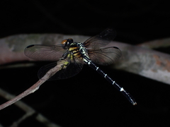Megalogomphus sommeri