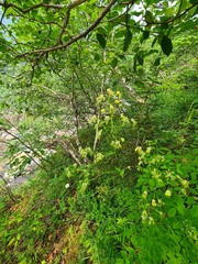 Thalictrum sparsiflorum