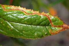Phytomyza mimuli