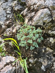 Paraquilegia microphylla