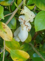 Exobasidium camelliae