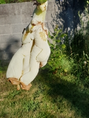 Exobasidium camelliae