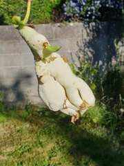 Exobasidium camelliae