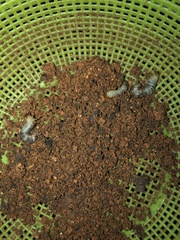 Lucanidae