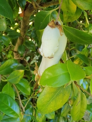 Exobasidium camelliae