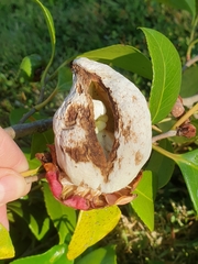 Exobasidium camelliae