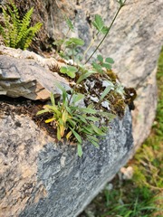 Leontopodium antennarioides