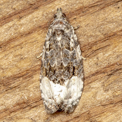 Apotomis funerea