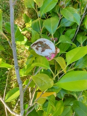 Exobasidium camelliae