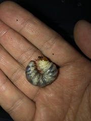 Lucanidae
