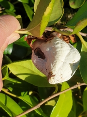 Exobasidium camelliae